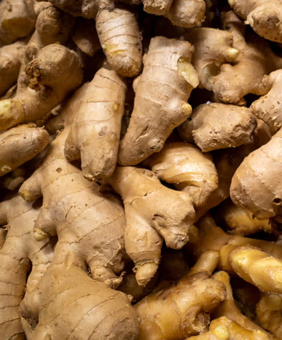 Fresh ginger rhizomes