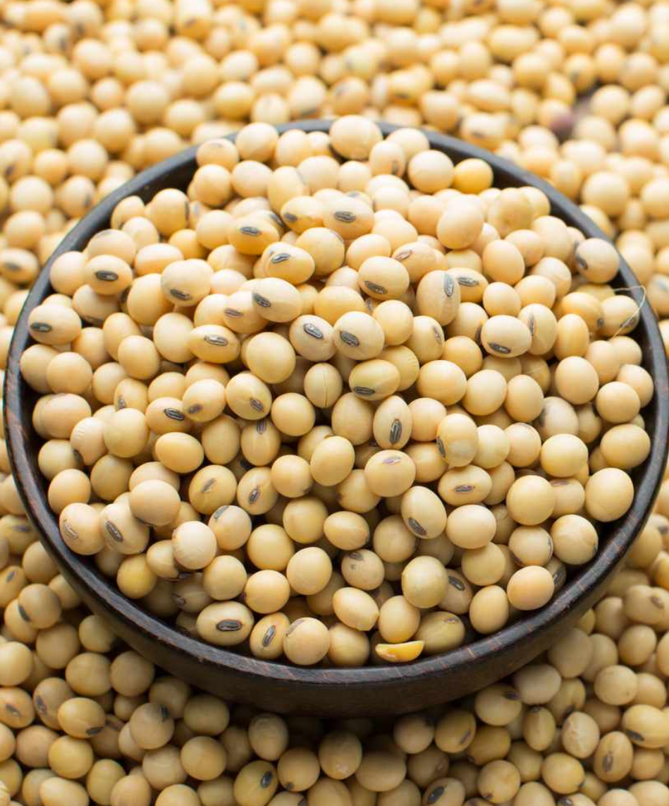 Sample of soybean varieties
